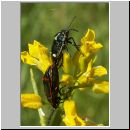 Eurydema oleraceum - Kohlwanze 03.jpg